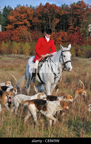 Hunter wearing red coat on horseback with pack of hounds during drag hunting in autumn, Europe Stock Photo