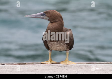 portrait of an immature brown booby Stock Photo
