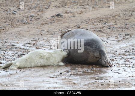 grey seal pup suckling Stock Photo