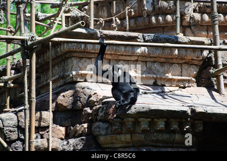 walt disney world resort animal kingdom Stock Photo