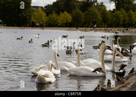 Waterfowl on the boating lake in Kensington Gardens, London Stock Photo