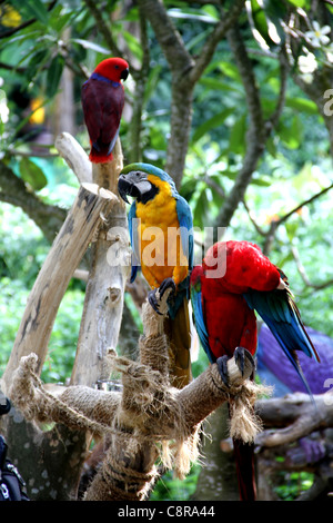 Three brightly coloured Rainbow Lorikeet perch on a man-made platform in the heat of the day, Sentosa Island, Singapore, Asia Stock Photo