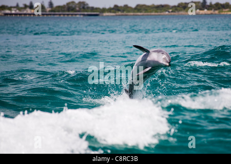 Dolphins leaping in the wake of a boat Stock Photo