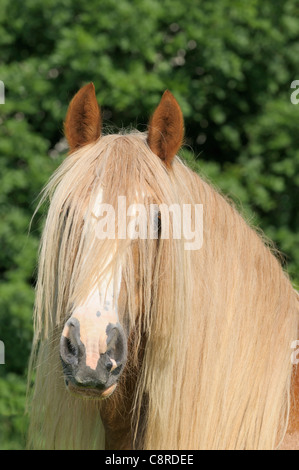 Irish Tinker horse, rare chestnut color Stock Photo