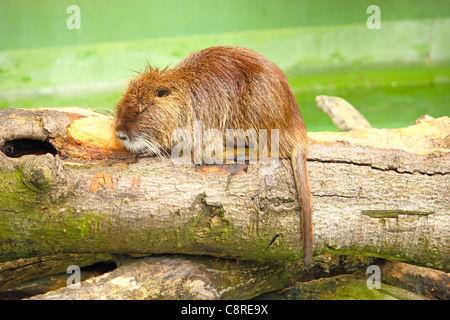 Nutria or coypu on rest photo made in the zoo Stock Photo