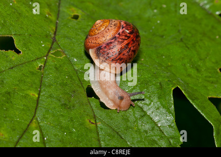 Garden snail (Cepaea hortensis) shell on the parasite eats at dawn ivy leaf Stock Photo