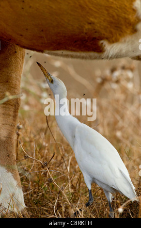 Cattle Egret Bubulcus ibis searching for and eating flies and insects on resting cow Andalucia Spain Stock Photo