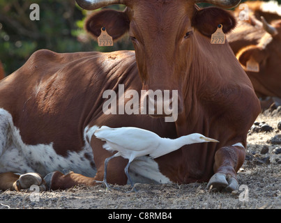 Cattle Egret Bubulcus ibis searching for and eating flies and insects on resting cow Andalucia Spain Stock Photo