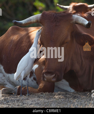 Cattle Egret Bubulcus ibis searching for and eating flies and insects on resting cow Andalucia Spain Stock Photo