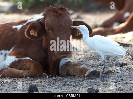 Cattle Egret Bubulcus ibis searching for and eating flies and insects on resting cow Andalucia Spain Stock Photo