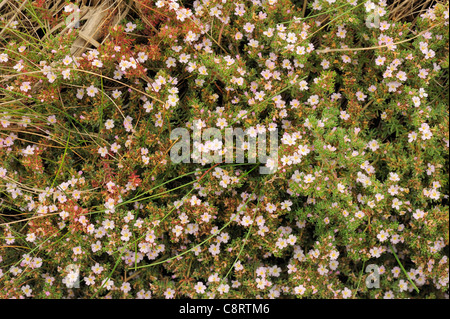 Sea-heath, frankenia laevis Stock Photo