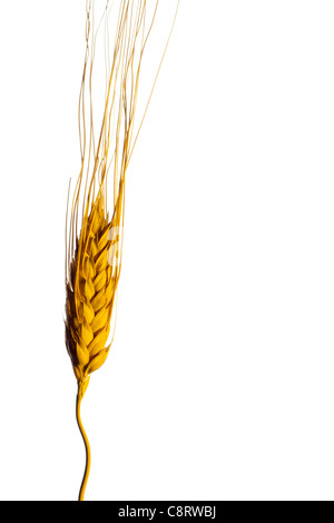 Ear of Wheat Isolated on White Stock Photo