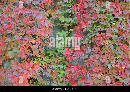 Virginia creeper leaves turning red and yellow in autumn Parthenocissus quinquefolia Stock Photo