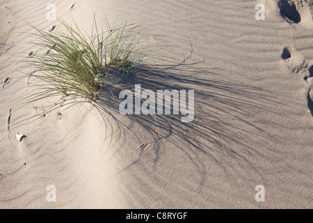 Spurn Head , East Yorkshire - , bird ringer at the Spurn Bird Observatory Stock Photo