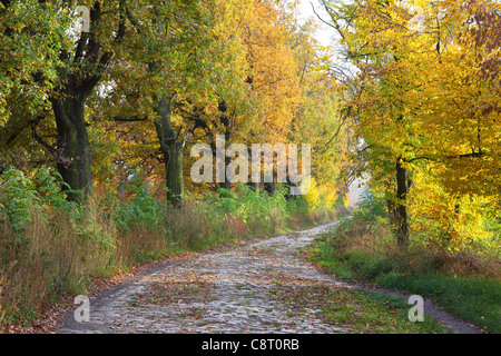 Autumn Oak Trees Quercus robur English Woodland Sherwood Forest ...