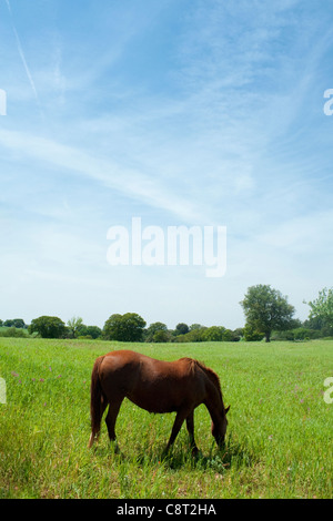 Horse Eating Grass Stock Photo