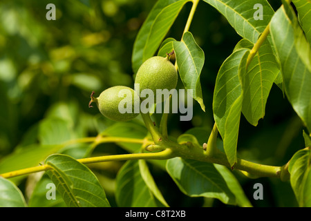 Walnut branch with young fruit Stock Photo