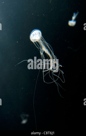 Jellyfish in the aquarium in Berlin Stock Photo