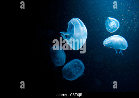 Some Jellyfish seen by visiting the Aquarium in Berlin Stock Photo