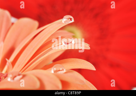 Water drops on a pink Gerber with reflexion, macro shot Stock Photo