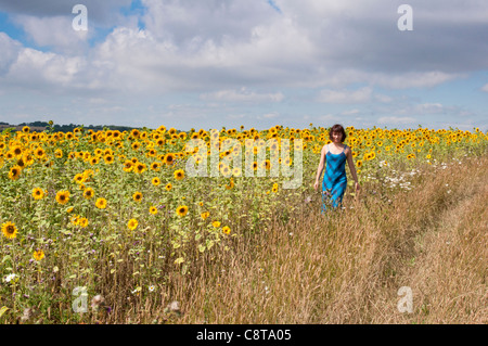 A girl walking in a field of sunflowers at Snowhill in the Worcestershire Cotwolds. England.