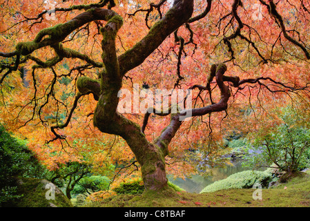 Old Japanese Maple Tree at Japanese Garden in Autumn Stock Photo