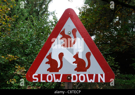 Road sIgns warning of rare red squirrels in the Lake District, UK Stock Photo