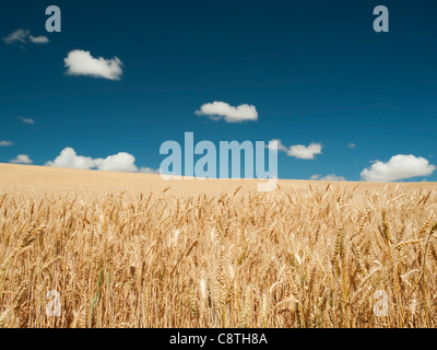 USA, Oregon, Wasco, Wheat field in bright sunshine under blue sky Stock Photo