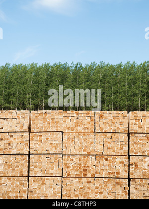 USA, Oregon, Boardman, Orderly stack of timber in tree farm Stock Photo