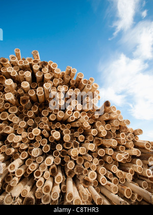 USA, Oregon, Boardman, Stack of timber against blue sky Stock Photo