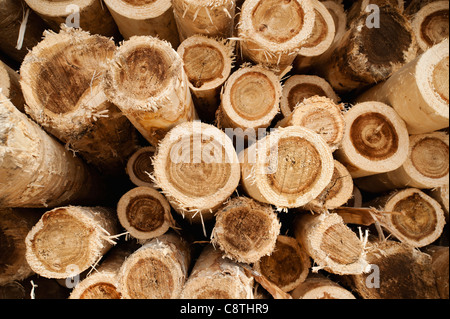 USA, Oregon, Boardman, Full-frame shot of timber stack Stock Photo
