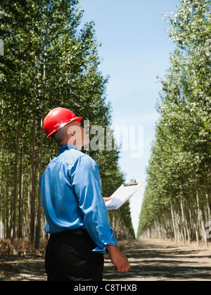 USA, Oregon, Boardman, Engineer standing between orderly rows of poplar trees in tree farm Stock Photo
