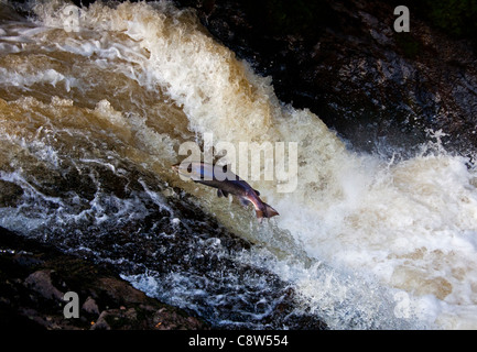 Wild  Salmon leap up the natural salmon leap and waterfall to return to their spawning grounds on the River Almond, Perthshire Stock Photo