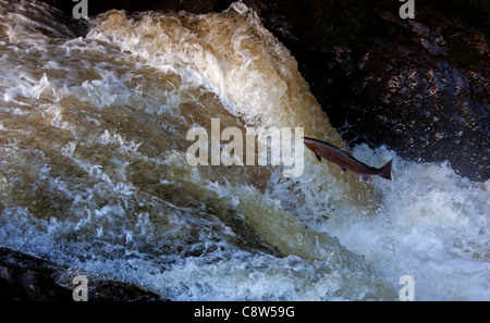 Wild Salmon leap up the natural salmon leap and waterfall to return to their spawning grounds on the River Almond, Perthshire Stock Photo