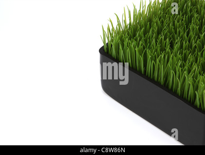 The corner of a container of green wheat grass.