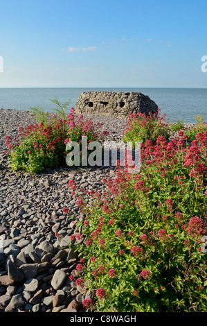 Red Valerian growing on the beach at Porlock Weir in summer, Exmoor National Park, Somerset, England. Stock Photo