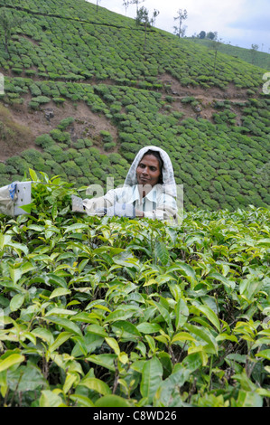 Tea pickers on plantation in foothills near Vandiperiyar, Idukki  district, Kerala, India Stock Photo