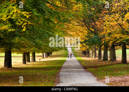 A woman cycling with dog along an avenue of autumn trees on a path at Wollaton Park, Nottingham, Nottinghamshire, England, UK Stock Photo