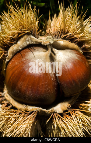 Chestnut (Castanea) opening-up from inside the spiky burr that hols the fruit. Stock Photo