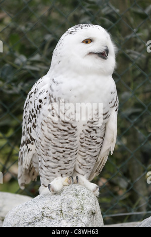 Snowy Owl (Bubo scandiacus) sitting in a cage in a zoo. Stock Photo