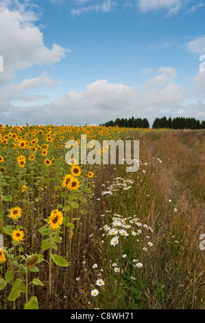 A field of sunflowers at Snowhill in the Worcestershire Cotwolds. England. Stock Photo