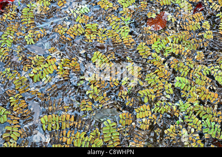 Floating Moss, Floating Fern (Salvinia natans). Leaves lying on the ...