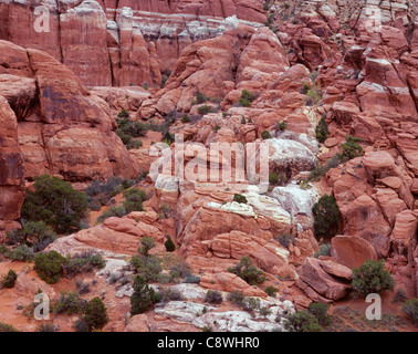 Scattered junipers grow amidst sandstone fins in the Fiery Furnace, Arches National Park, Utah, USA Stock Photo