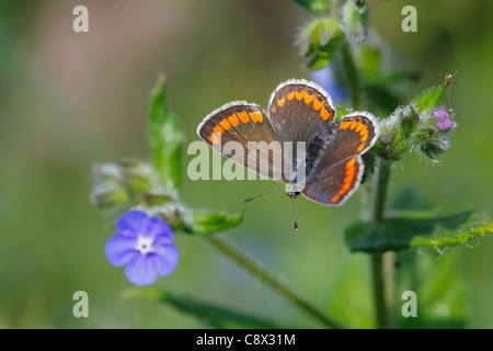Brown Argus butterfly (Aricia agestis) feeding on Green Alkanet (Pentaglottis sempervirens). Brittany, France. May. Stock Photo