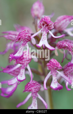 Flowers of a hybrid between Lady Orchid (Orchis purpurea) and Monkey Orchid (Orchis simia). Orchis X angusticruris. Stock Photo