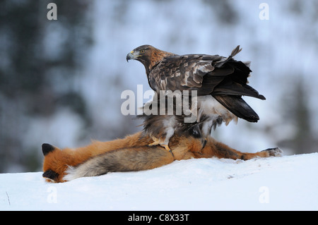 Golden Eagle (Aquila chrysaetos) feeding in snow on dead fox, Norway Stock Photo