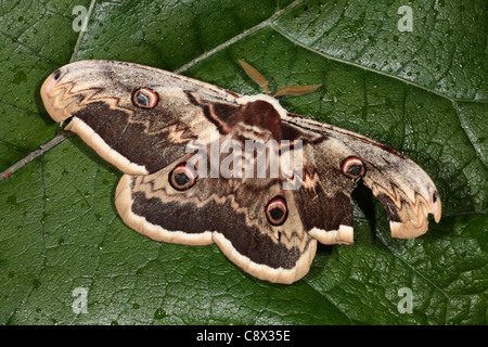 Male Giant Peacock moth (Saturnia pyri). Ariege Pyrenees, France. May. Stock Photo