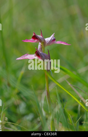 Tongue Orchid (Serapias lingua) flowering. Ariege Pyrenees, France. May. Stock Photo