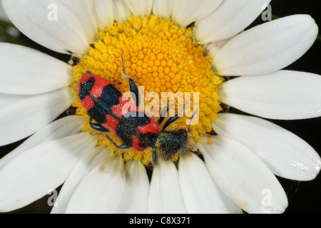 Bee Beetle (Trichodes apiarius) feeding in an Ox-eye Daisy flower. Ariege Pyrenees, France. May. Stock Photo