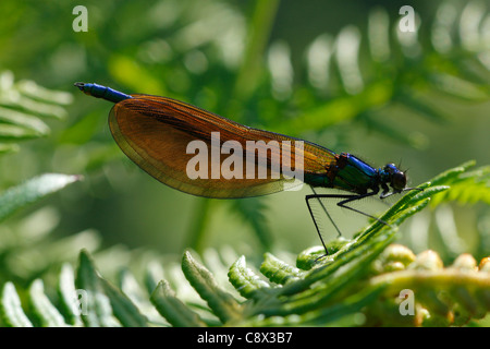 Immature male Beautiful Demoiselle (Calopteryx virgo) resting on bracken. Brittany, France. May. Stock Photo